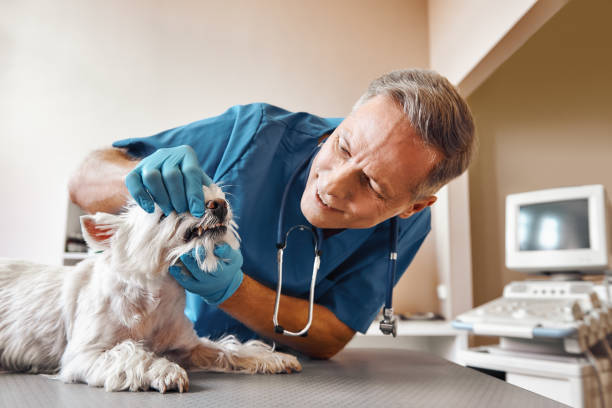 Best Emergency Dental Care for Broken or Chipped Teeth in Dyersville, IA